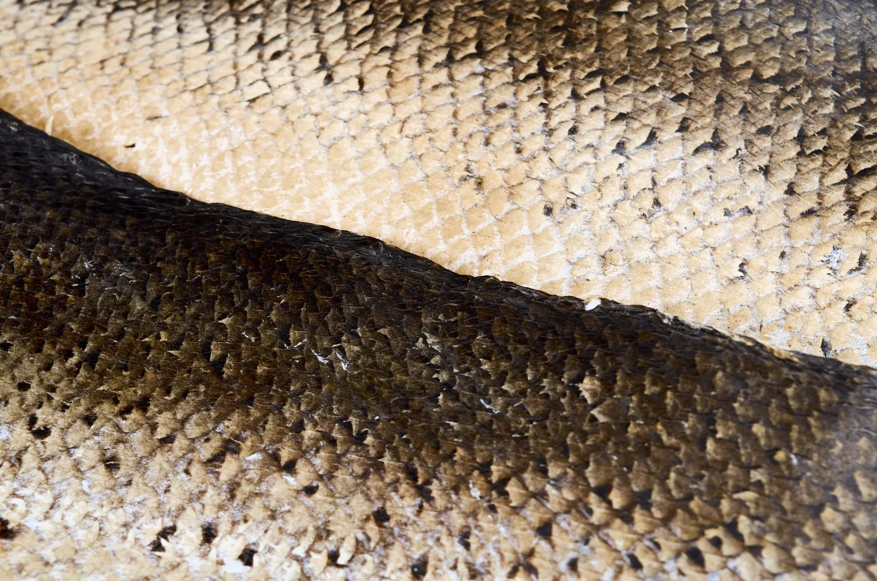 Detaillierte Aufnahme von einer Lachshaut